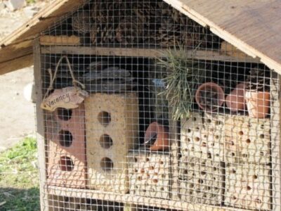 Insect Hotels: Encourage Beneficial Native Insects to Check into Your Garden Image